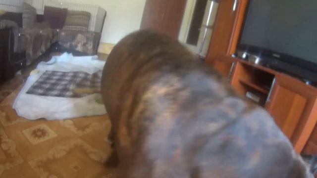 Щенки немецкого боксера 26 мая 2015 смотреть онлайн