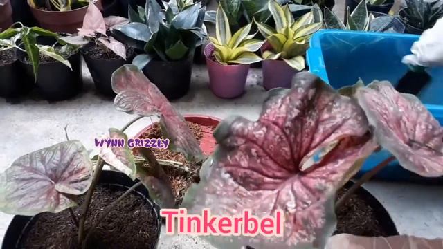 Caladium / Gabi-Gabi unboxing and potting from dumaguete смотреть онлайн
