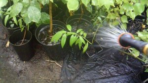 Полив сада дождеванием