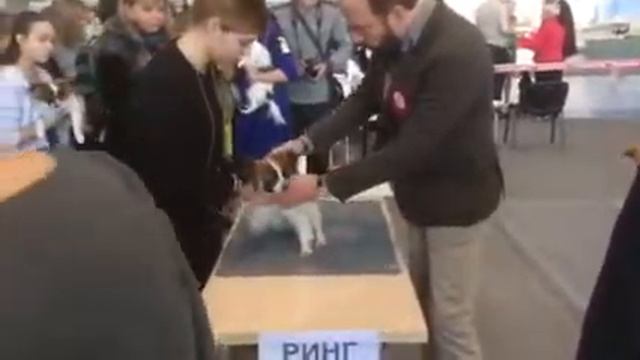 Моно папийон- фален Екатеринбург 2016. Эксперт Ванакен Жан- Франсуа, Бельгия смотреть онлайн