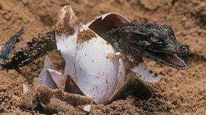 Яйца крокодилов и аллигаторов! Что такое яйца крокодила и зачем они нужны?!