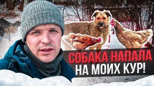 Собака залезла в курятник и напала на кур.