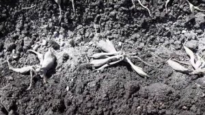 Посадка георгины сорта Эвелин. Просто,быстро,без хлопот.