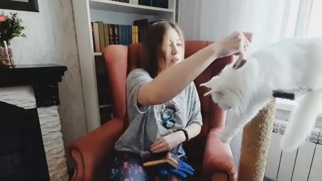 Жизнь с мейн-кунами / Ошибки в уходе за шерстью кошек смотреть онлайн