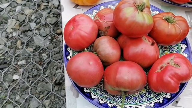 ЭТИ ПОМИДОРЫ КАК МЫ ЛЮБИМ | СЛАДКИЕ ВКУСНЫЕ СОЧНЫЕ | ЭТИ ТОМАТЫ БУДУ САЖАТЬ