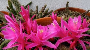 Апорокактус (Aporocactus)