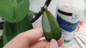Оберон Рапид Bayer для комнатных и садоводческих растений от красного клеща,трипса,белокрылки,тли