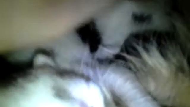 Люся родила котят смотреть онлайн