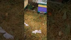 Обработка пчел муравьиной кислотой от клеща