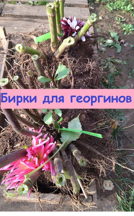Как пометить георгины, которые укладываются на хранение - показываю свои новые этикетки для клубней
