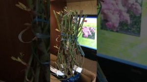 Роза Бризе Парфюм посылка из питомника Розафлора Крым