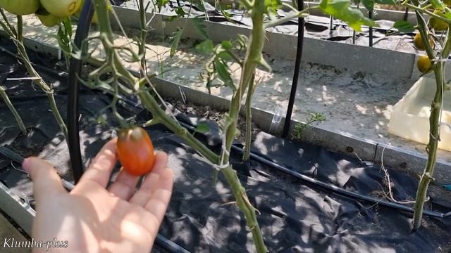 Три урожайных, вкусных, красивых томата