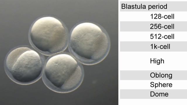 金魚の発生学実験＃09：初期胚の発生：Early Embryonic Developmental Process： ver. 2022 0729 developmental process GF09 смотреть онлайн
