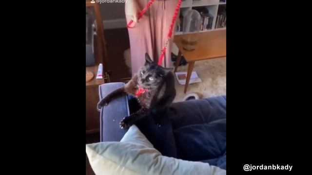 Вырастил Птенца Из Магазинного Яйца смотреть онлайн