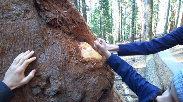 США 2018: День 11 - Sequoia National Park смотреть онлайн