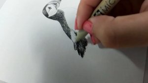 Puffin Bird | Pen & Ink Drawing Process