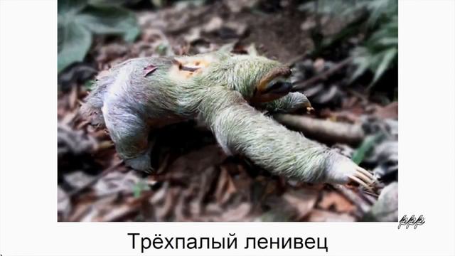 Животные Америки Раннее развитие смотреть онлайн