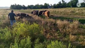 ПРИУЧАЕМ КОРОВУ К СТАДУ. СЕЛЬСКОЕ ХОЗЯЙСТВО. Корова первый раз идёт в стадо.