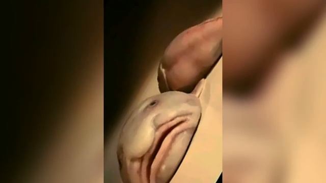 песня про рыбу каплю смотреть онлайн