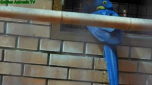 Гиацинт Ара Пения Большого Попугая/Hyacinth Macaw Sounds Birds Singing Big Parrot