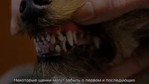 Почему щенок ест землю и камни и что делать хозяину