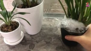 Обзор МИНИ и МИДИ ЦИМБИДИУМОВ: Romantic Sakura, Green Valley 'Emerald'. Посадка цимба 'Golden Elf'