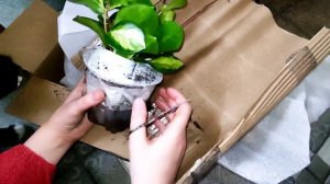 комнатные растения//распаковка посылки с растениями