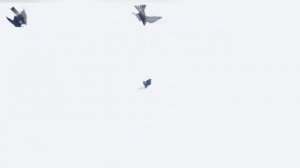 Сокол Сапсан учит Соколят охотится на голубя. Falcon Peregrine Teaches Falcons to Hunt Pigeon.