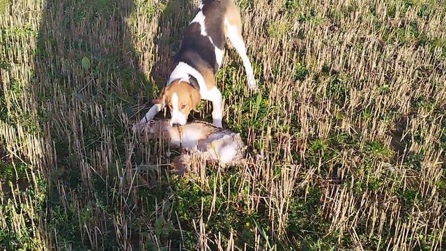 русская пегая гончая Б-пуля ,первый зайка в 6 месяцев по чернотропу. Беларусь смотреть онлайн