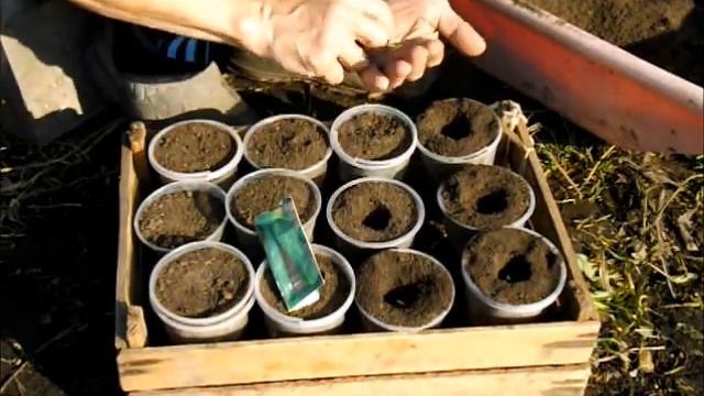 Как посадить семена огурцов смотреть онлайн