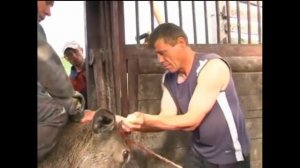 КРОВЬ МАРАЛА-ПАНТОКРИН