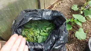 Как повысить урожайность?Сделать ферментированное зелёное удобрение.