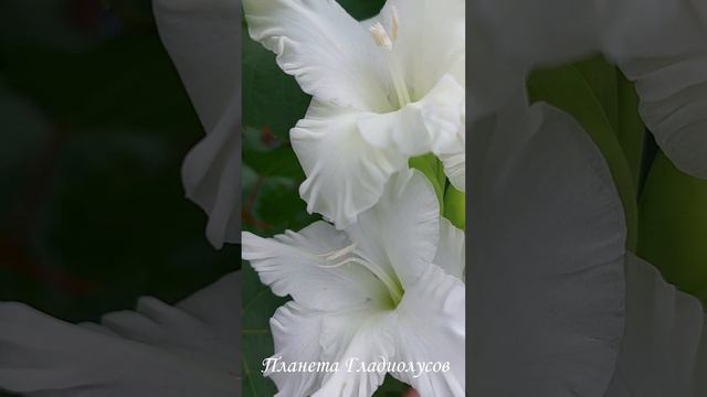 Белоснежный красавец гладиолус Ранний снежок