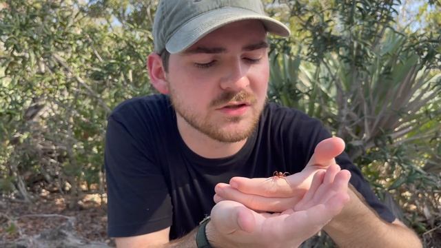 THE RED WIDOW! NORTH AMERICA’S DEADLIEST SPIDER? смотреть онлайн