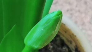 Комнатные растения. Лилия Гименокаллис