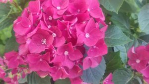 Шикарная крупнолистная Гортензия