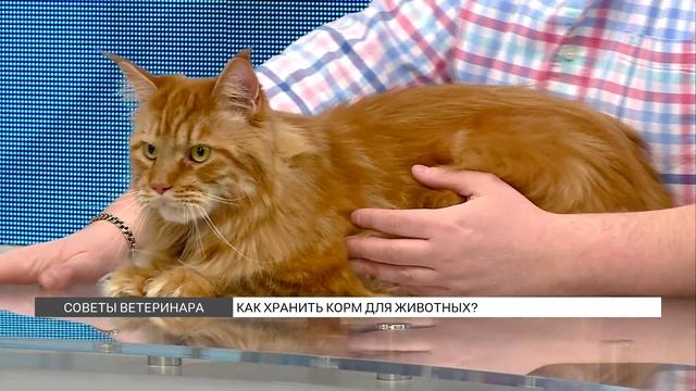 Как правильно хранить корм животных?