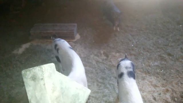 Новая порода поросят"Русская Борзая"