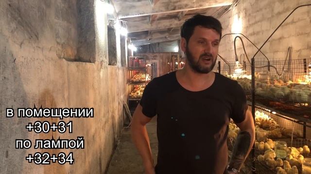 Бройлеры выращивание содержание суточного птенца кобб500, бизнес на бройлерах в домашних условиях.