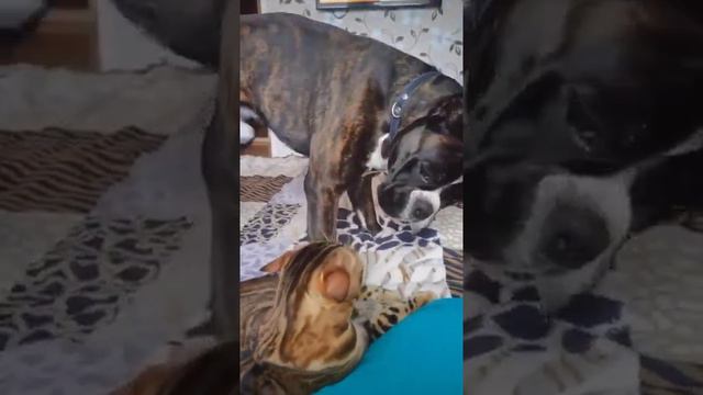 Немецкий боксёр и Бенгальская кошка) смотреть онлайн