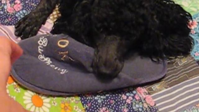 Пудель украл тапок и не отдаёт Funny dog смотреть онлайн