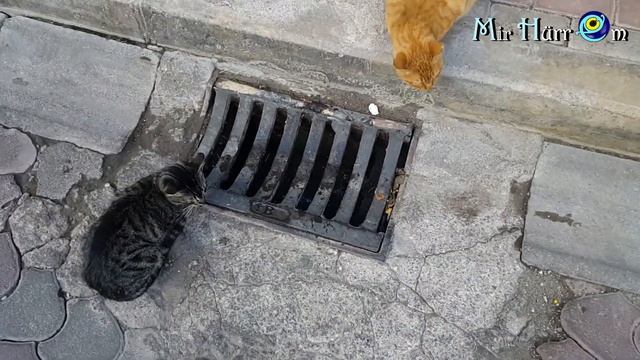 Угощаю зефиром и дома, и в кафе?☕ Учения в честь землетрясения / Измир Турция смотреть онлайн