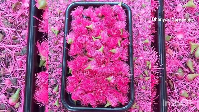 Malay Apple Tree Flowers ( Syzygium Malaccense) |Malay Rose Apple смотреть онлайн
