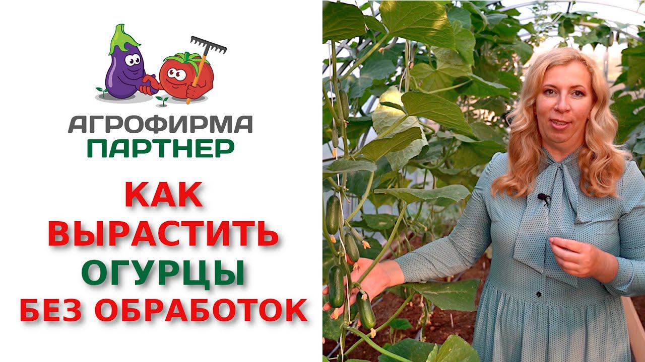 Как вырастить огурцы без обработок от вредителей и болезней. Простое решение!