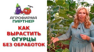 Как вырастить огурцы без обработок от вредителей и болезней. Простое решение!