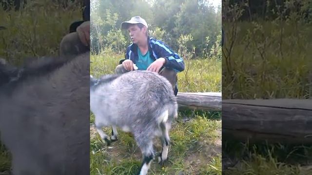 умная козуля))) смотреть онлайн