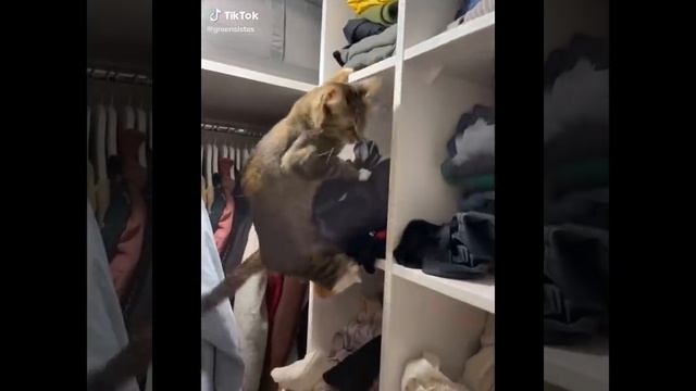 Милые коты #приколы #котики #милыекотики #приколыскотами #домашниеживотные