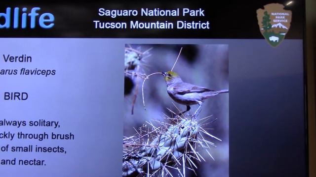 Ф 43. Сагуаро национальный парк. Гора Тусон смотреть онлайн