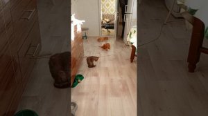 Землетрясение и коты🐱 Подпишись на нас🐱 #shortsvideo #землетрясение #cat