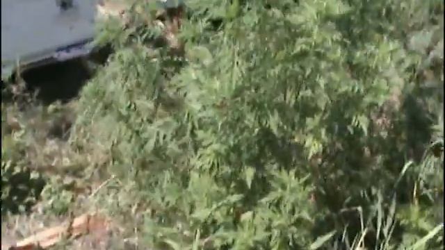 Поилка для пчел из бутылки смотреть онлайн